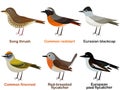 Cute European bird cartoons - Song thrush, Common redstart, Eurasian blackcap, Common firecrest, Red-breasted flycatcher, European