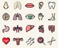 Colorful icons of anatomy and human body parts. Vector isolated illustrations set