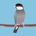 Java sparrow vector illustration