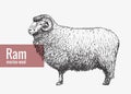 Sheep, the Merino, the figure of a mammal pet animal, vintage graphic design. Illustration on an isolated background.