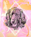 Hand drawn vector illustration English Cocker Spaniel. Sketch style dog. Realistic drawing.