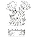 Black and white flowering Echinocereus in a rectangular pot. Isolated North American cactus for a coloring book.