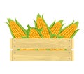 Ripe corn in wooden box isolated on white background. Fresh organic food Royalty Free Stock Photo