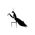 Mantis silhouette. insect logo Royalty Free Stock Photo