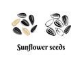 Sunflower seeds isolated on white background. Vector color illustration of  seed in shell and peeled Royalty Free Stock Photo