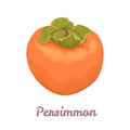 Persimmon whole and half isolated on white. Vector illustration of tropical fruit. Royalty Free Stock Photo