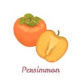 Persimmon whole and half isolated on white. Vector illustration of tropical fruit. Royalty Free Stock Photo