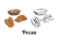 Pecan nut isolated on white background. Vector color illustration of nuts in cartoon flat style and black and white outline. Royalty Free Stock Photo