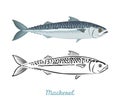 Cartoon Mackerel fish. Vector flat illustration