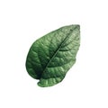 Single green leaf on white background conceptual photo.