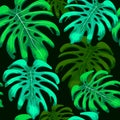 Seamless Colorful Monstera Leaves Pattern, Vector Illustration EPS 10. Royalty Free Stock Photo