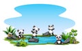 Group of panda in the pond