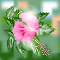 Tropical Pink Hibiscus Flower and Green Leaves Royalty Free Stock Photo