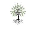 Beautiful tree with roots vector illustration.