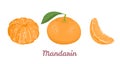 Mandarin or tangerine set. Vector illustration of whole citrus fruit with green leaf Royalty Free Stock Photo