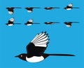 Bird Magpie Flying Cartoon Vector Animation Frame Royalty Free Stock Photo