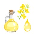 Canola seed oil in glass bottle, yellow flower and drop isolated on white.
