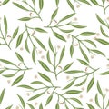 Seamless Eucalyptus Leaves Pattern, Nature Herbal Illustration, Vector EPS 10.