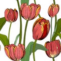 Seamless pattern of orange tulips on a white background. Royalty Free Stock Photo