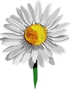 White Daisy Flower Flora Vector Illustration