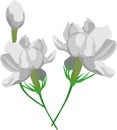 White Jasmine Flower Flora Vector Illustration