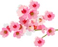 Beauty Sakura Flower Flora Vector Illustration