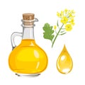 Mustard oil in glass bottle and drop. Vector illustration. Royalty Free Stock Photo