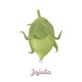 Jojoba vector illustration, icon. Cartoon flat style.