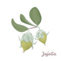 Jojoba green plant isolated.  Branch with leaves and fruits Royalty Free Stock Photo