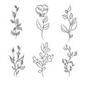 Floral Plant and botanical vector element