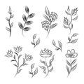 Floral Plant and botanical vector element Royalty Free Stock Photo