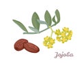 Jojoba flowers and seeds isolated on white background. Vector