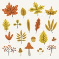 Autumn leaves and mushrooms, vector set