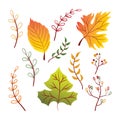 Modern Simple Autumn Leaves Design Elements Royalty Free Stock Photo