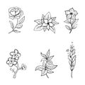 Floral Plant and botanical vector element with hand drawn style Royalty Free Stock Photo