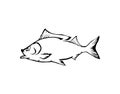 Fish hand drawn vector illustrations Royalty Free Stock Photo