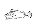 Fish hand drawn vector illustrations Royalty Free Stock Photo