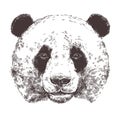 Sketch Of Giant Panda. Hand Drawn Head In Monochrome Style