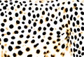 Print. Leopard cheetah spotted fur texture. Vector orange yellow white black