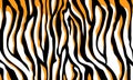 Tiger skin pattern strip fur black yellow orange and white print Royalty Free Stock Photo