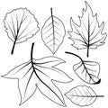 Dry autumn leaves. Vector black and white coloring page