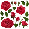 Red roses elements over white background