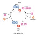 ATP ADP Cycle. Royalty Free Stock Photo