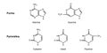 Nitrogenous base