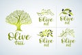 Natural olive oil tree logo for olive grove. Olive Oil Logo set and brush lettering , label, organic product. Vector olive branch Royalty Free Stock Photo