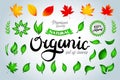 Set of colorful green and autumn leaves and organic lettering and design elements. Vector illustration. Royalty Free Stock Photo