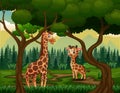 A giraffe with her cub in a tropical forest Royalty Free Stock Photo