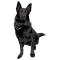 German Shepherd Dog vector illustration Royalty Free Stock Photo
