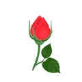 Unopened red rose bud isolated on white background. Vector illustration of a beautiful flower