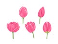 Pink tulips set. Heads of spring flowers isolated on white background. Buds and blooming tulips Royalty Free Stock Photo